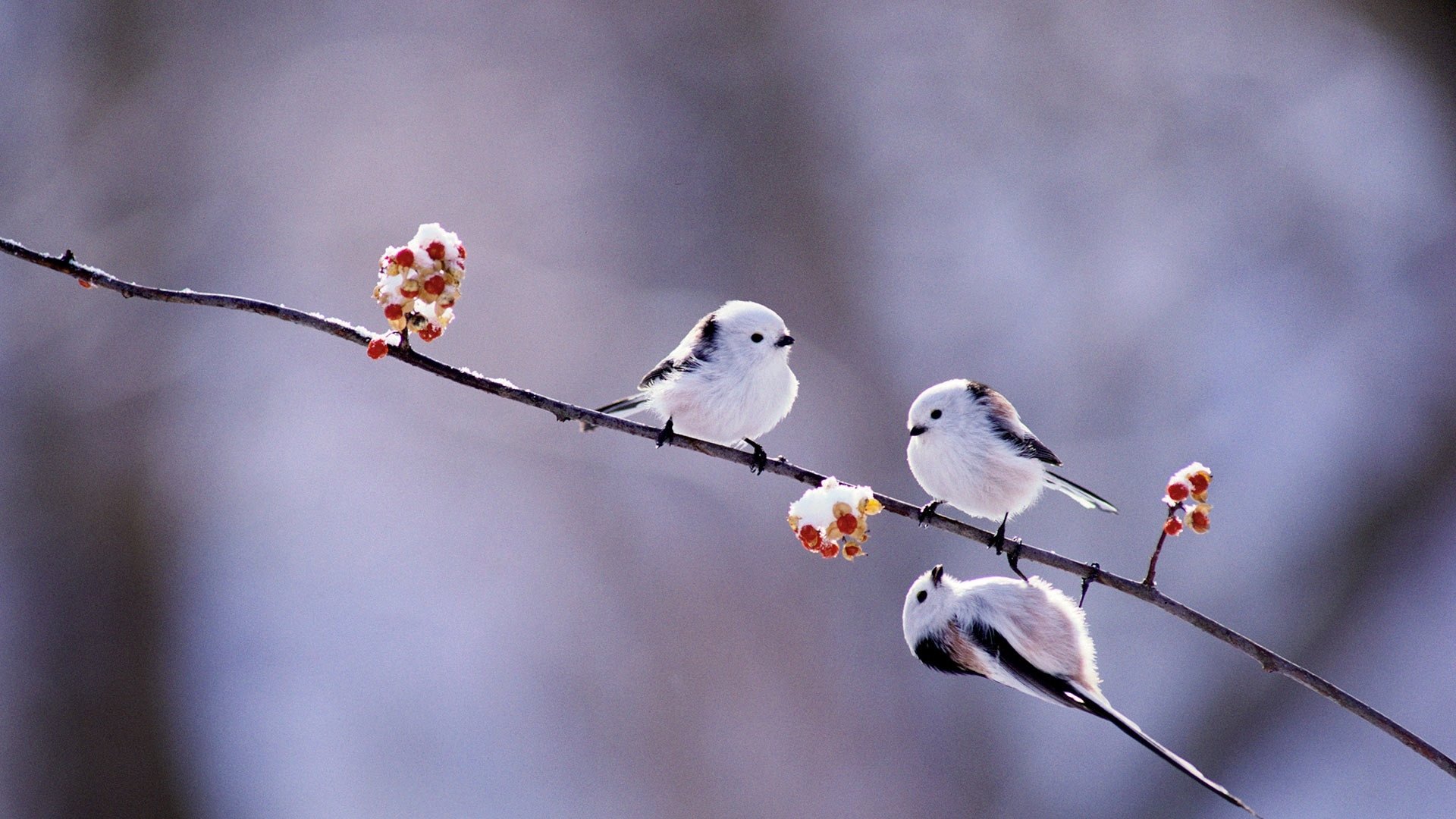 HD desktop wallpaper showing three passerine titmouse birds perched on a delicate branch with small white and red flowers against a soft, blurred background.