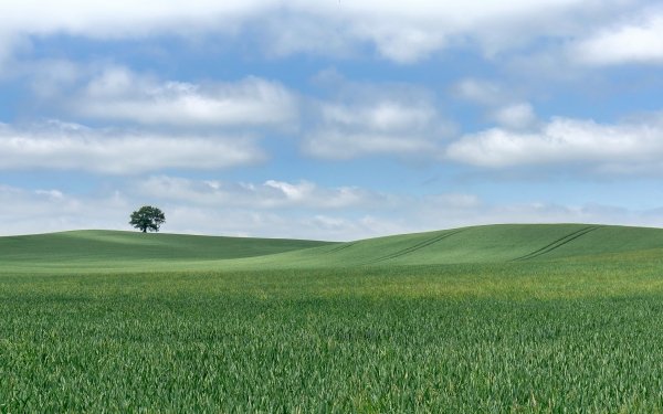Earth Field Nature Landscape Hill Tree Cloud Summer Lonely Tree HD Wallpaper | Background Image