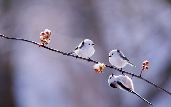 passerine bird Animal titmouse HD Desktop Wallpaper | Background Image