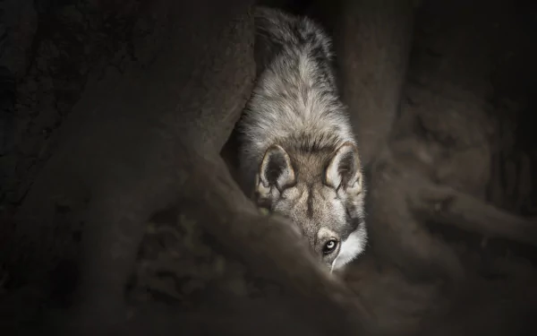 A wolf stares intensely through dark forest shadows, captured in a high-definition PC desktop wallpaper showcasing the animal’s piercing gaze.