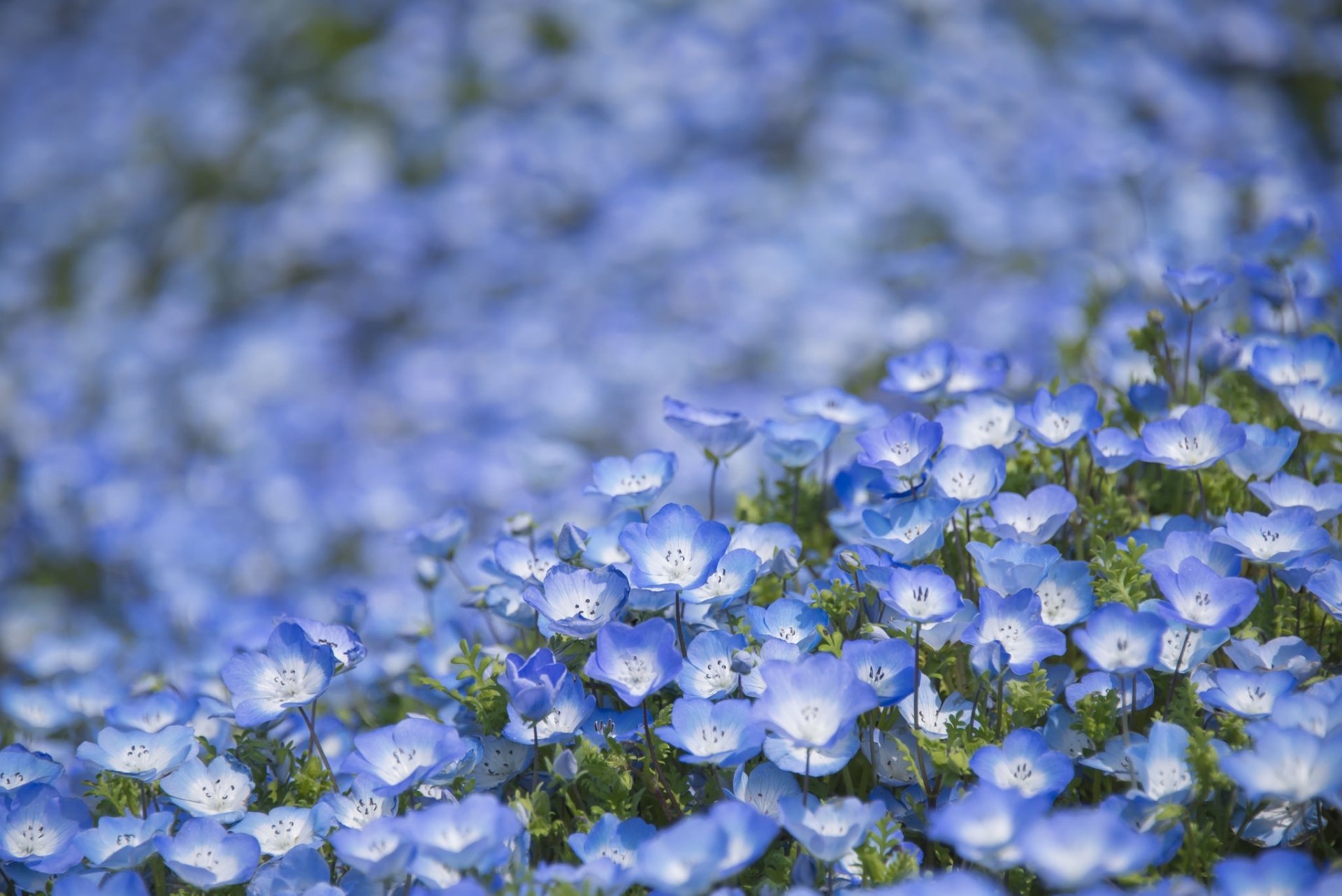 Download Blur Blue Flower Nature Flower  HD Wallpaper by applephoto*