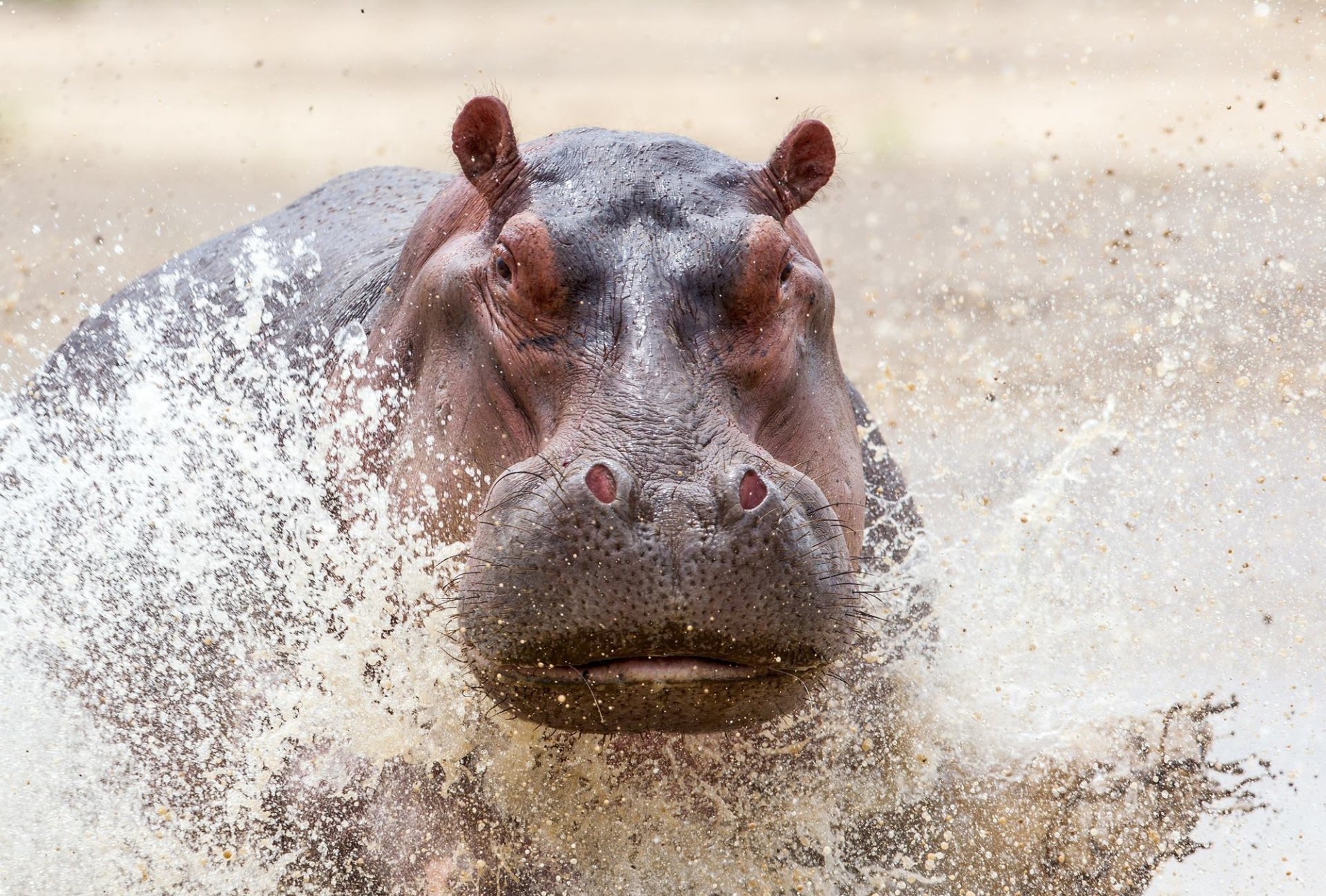 Download water splash animal hippo hd wallpaper