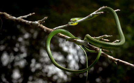  Parrot snake (Leptophis ahaetulla) by Ville Vehmaskangas