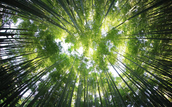 canopy green nature bamboo HD Desktop Wallpaper | Background Image