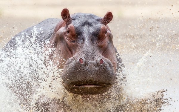 Animal Hippo Splash Water HD Wallpaper | Background Image