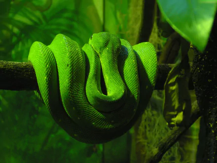  Green Boa Constrictor