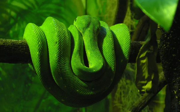 HD desktop wallpaper of a vibrant green boa constrictor coiled around a tree branch amidst lush foliage, showcasing the snake's detailed scales and natural habitat.