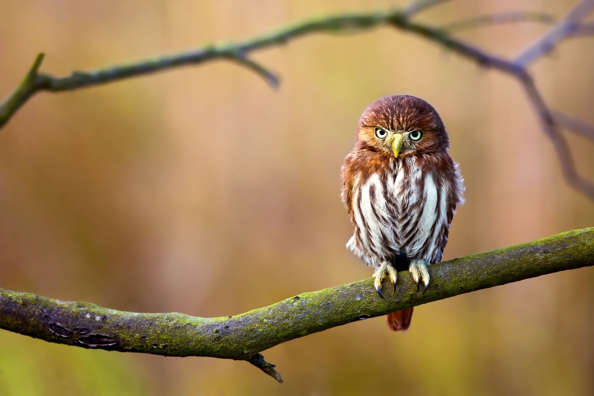 Babies Burrowing Owls Photo And Picture For Free Download - Pngtree, image size:1920x1280
