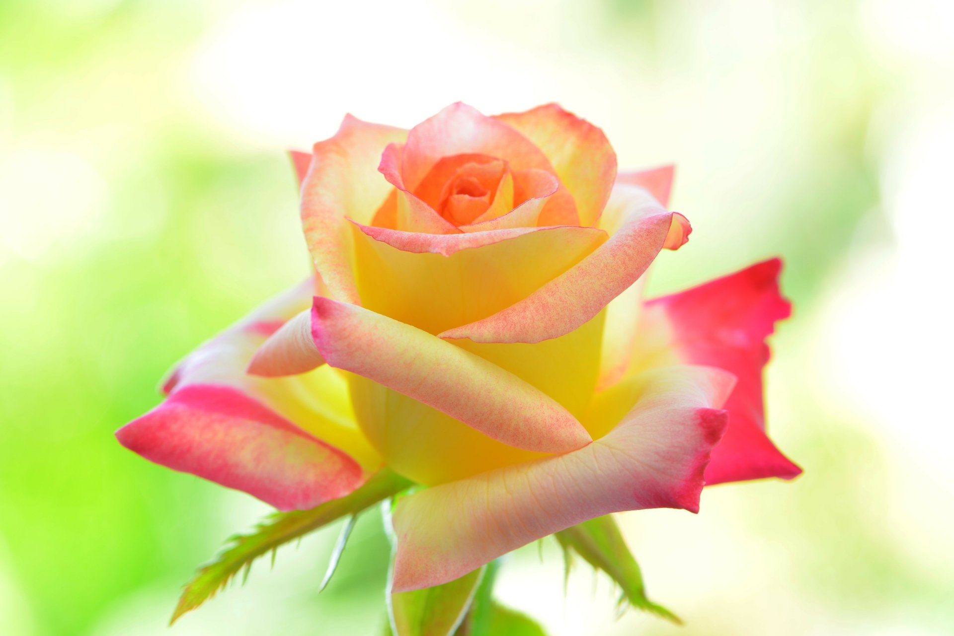 Download Flower Nature Rose 4k Ultra HD Wallpaper