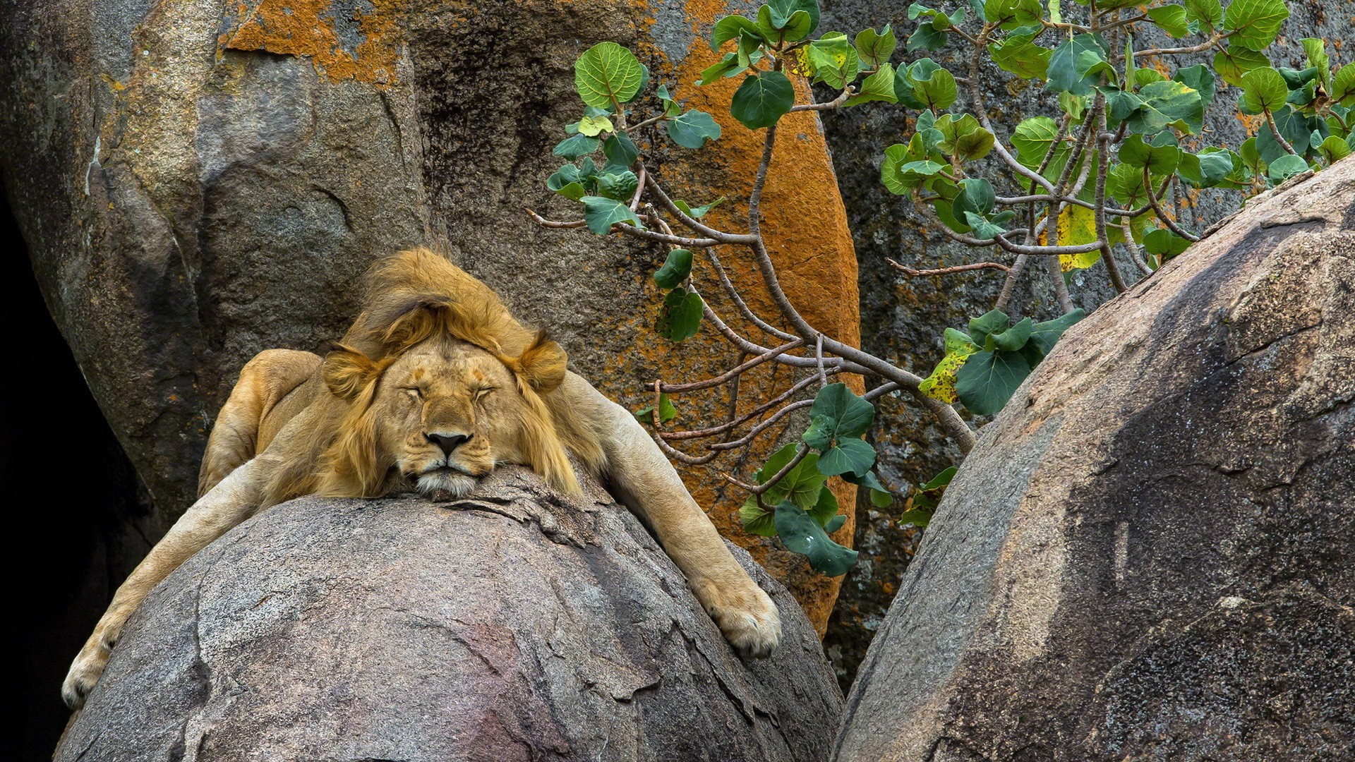Animaux Lion Fond d'écran HD | Image