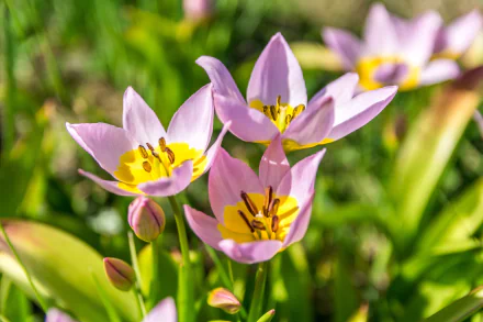 pink flower nature flower HD Desktop Wallpaper | Background Image