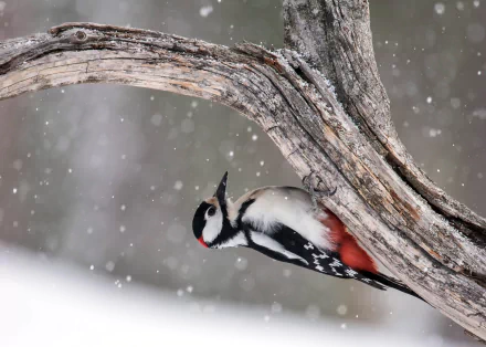 A woodpecker clings to a curved tree branch amid falling snowflakes, captured in a crisp HD desktop wallpaper showcasing wildlife in winter.