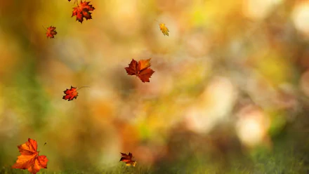  Falling Autumn Leaves