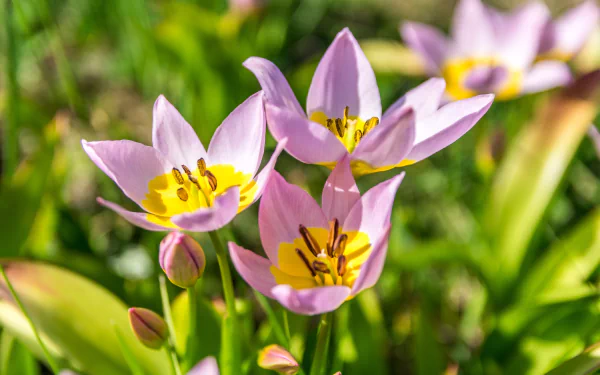 pink flower nature flower HD Desktop Wallpaper | Background Image