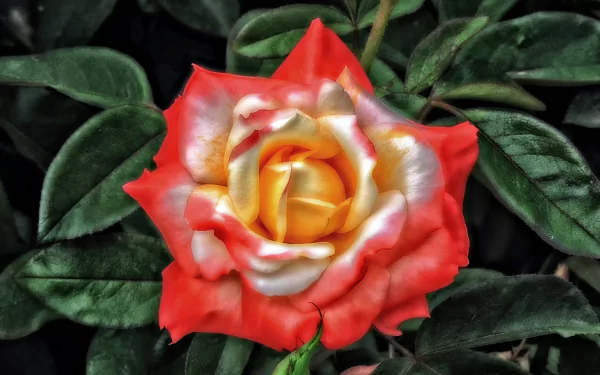  Coral-Colored Rose