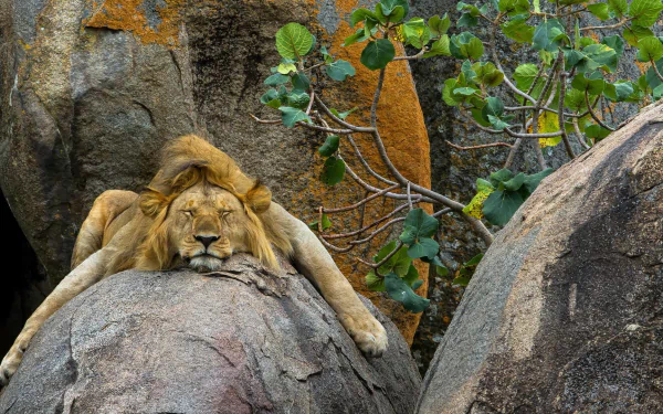 A sleeping lion lies on a rock surrounded by greenery and rugged terrain in this high-definition desktop wallpaper.