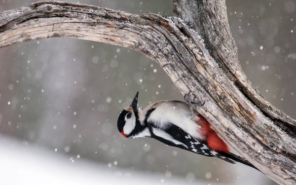 Animal Woodpecker Birds Woodpeckers Bird Snowfall HD Wallpaper | Background Image