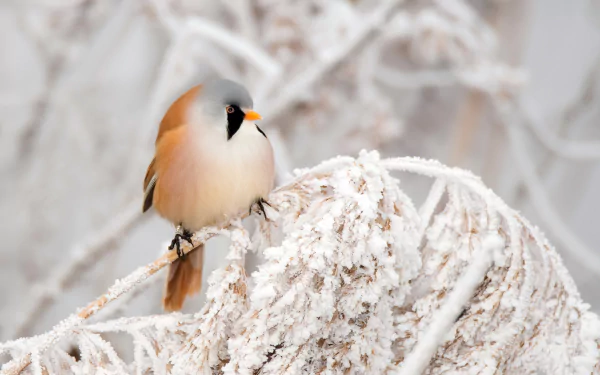snow branch frost winter passerine bird Animal bearded reedling HD Desktop Wallpaper | Background Image