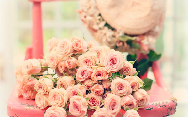 Photography Still Life Flower Rose Pink Pink Rose Chair Hat HD Wallpaper | Background Image