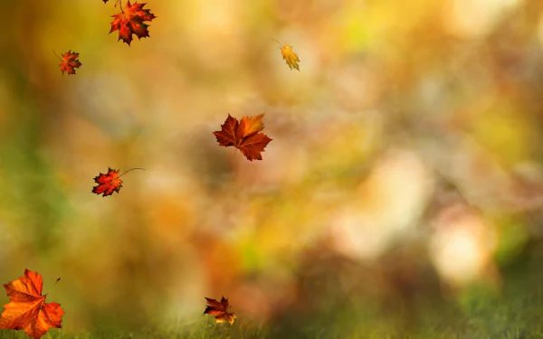  Falling Autumn Leaves