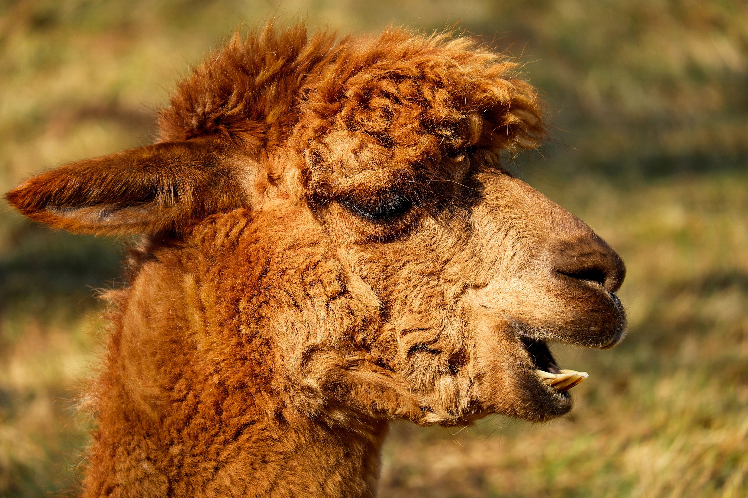 Brown Woolly Alpaca by Couleur