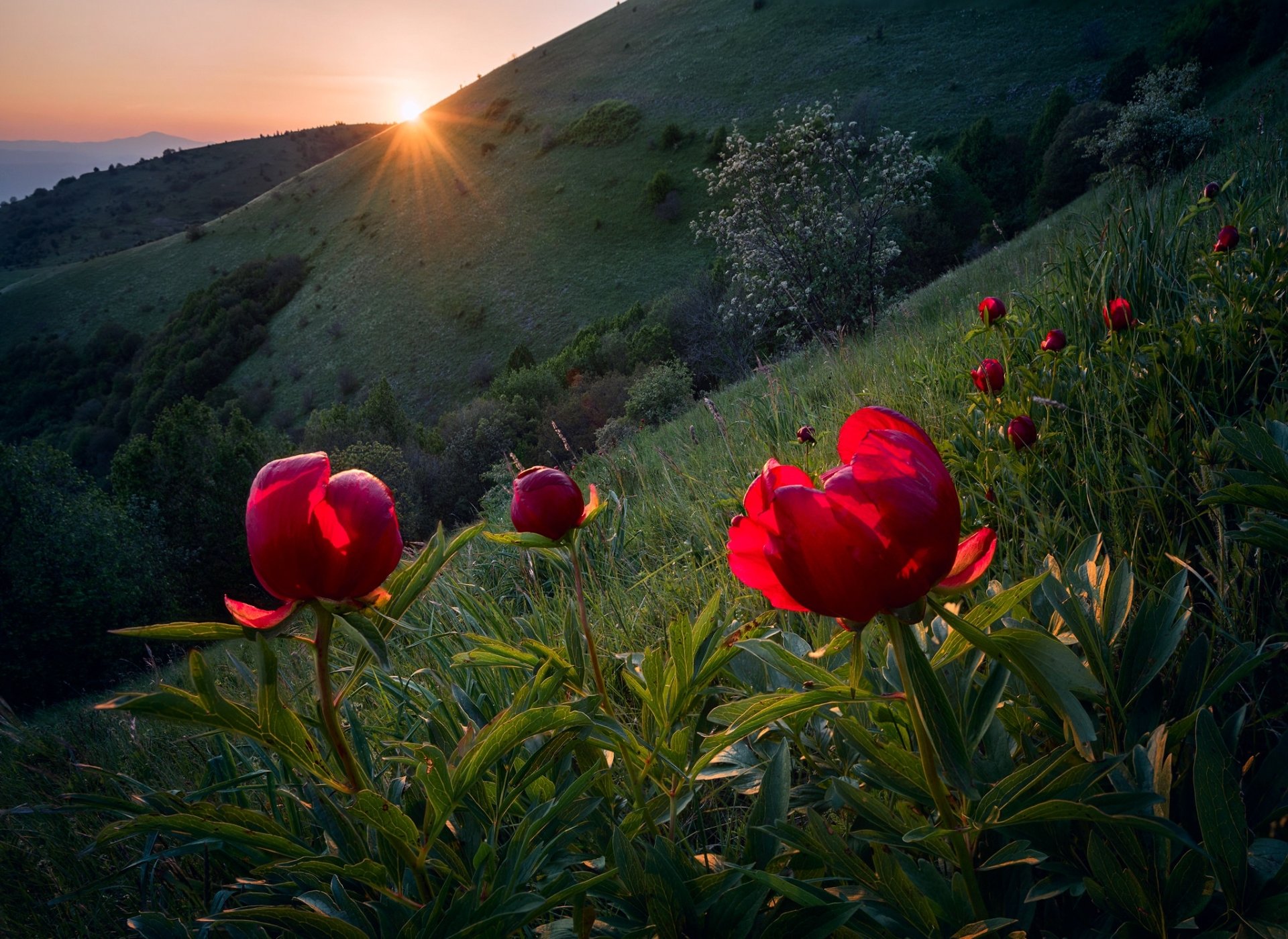 Download Sunrise Red Flower Flower Nature Peony HD Wallpaper by Emil