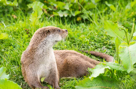 Animal otter HD Desktop Wallpaper | Background Image