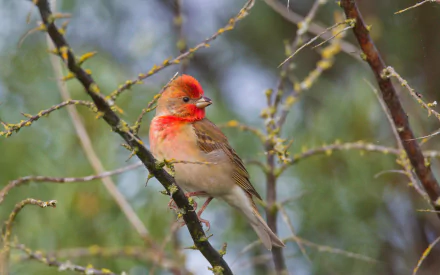 A vibrant rosefinch, a small passerine bird, perches on a branch in natural surroundings, captured in high-definition for a detailed desktop wallpaper.