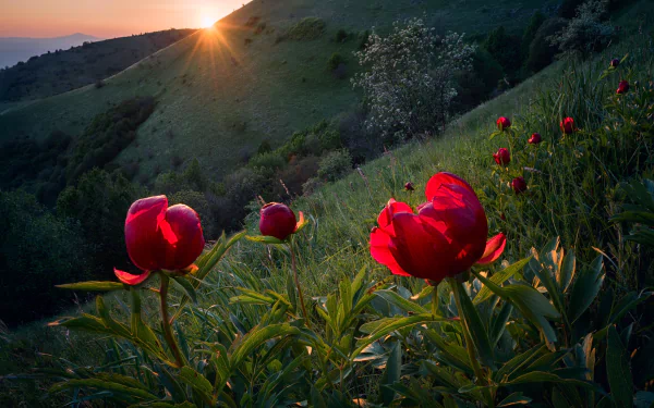A vibrant red peony blooms in a lush green hillside at sunrise, with golden light casting a warm glow over the natural landscape in this HD desktop wallpaper.
