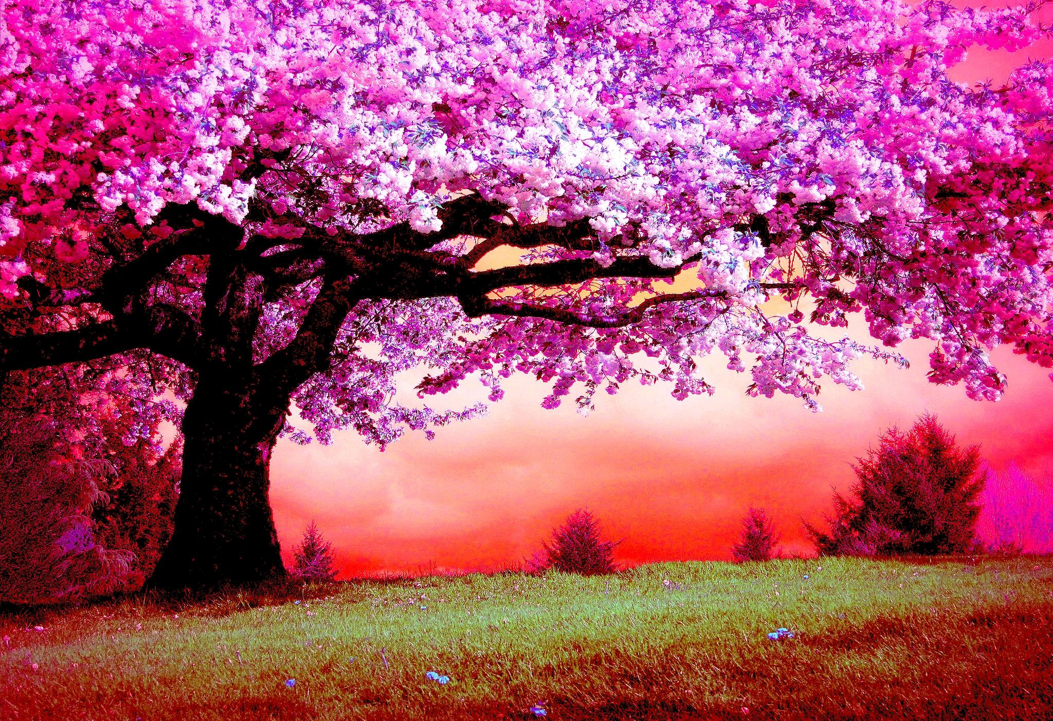 red cherry tree wallpaper