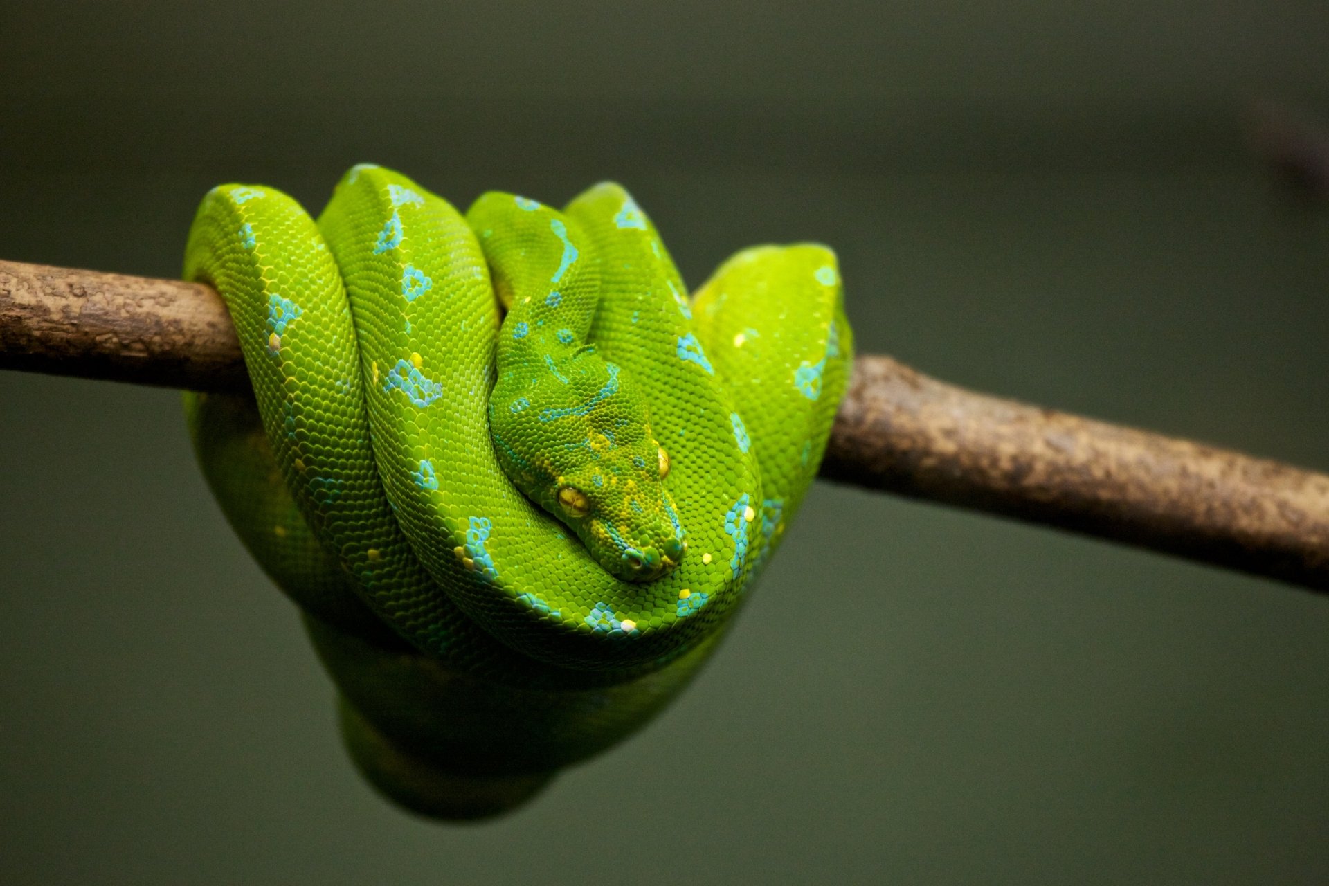 Download Reptile Snake Animal Python HD Wallpaper