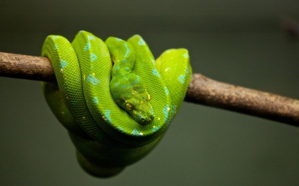 Animal Python Reptiles Snakes Snake Reptile HD Wallpaper | Background Image