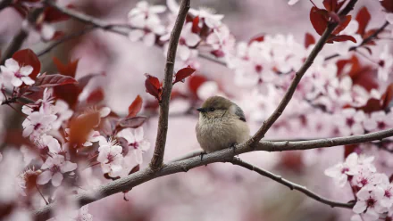 A small bird perches on a cherry tree branch adorned with pink blossoms. This high-definition desktop wallpaper captures the serene beauty of nature seamlessly.