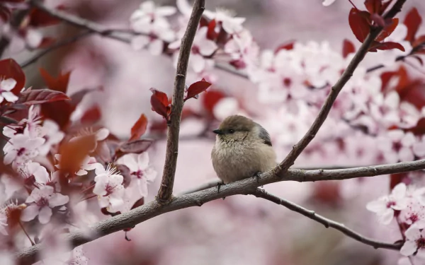 A small bird perches on a cherry tree branch adorned with pink blossoms. This high-definition desktop wallpaper captures the serene beauty of nature seamlessly.