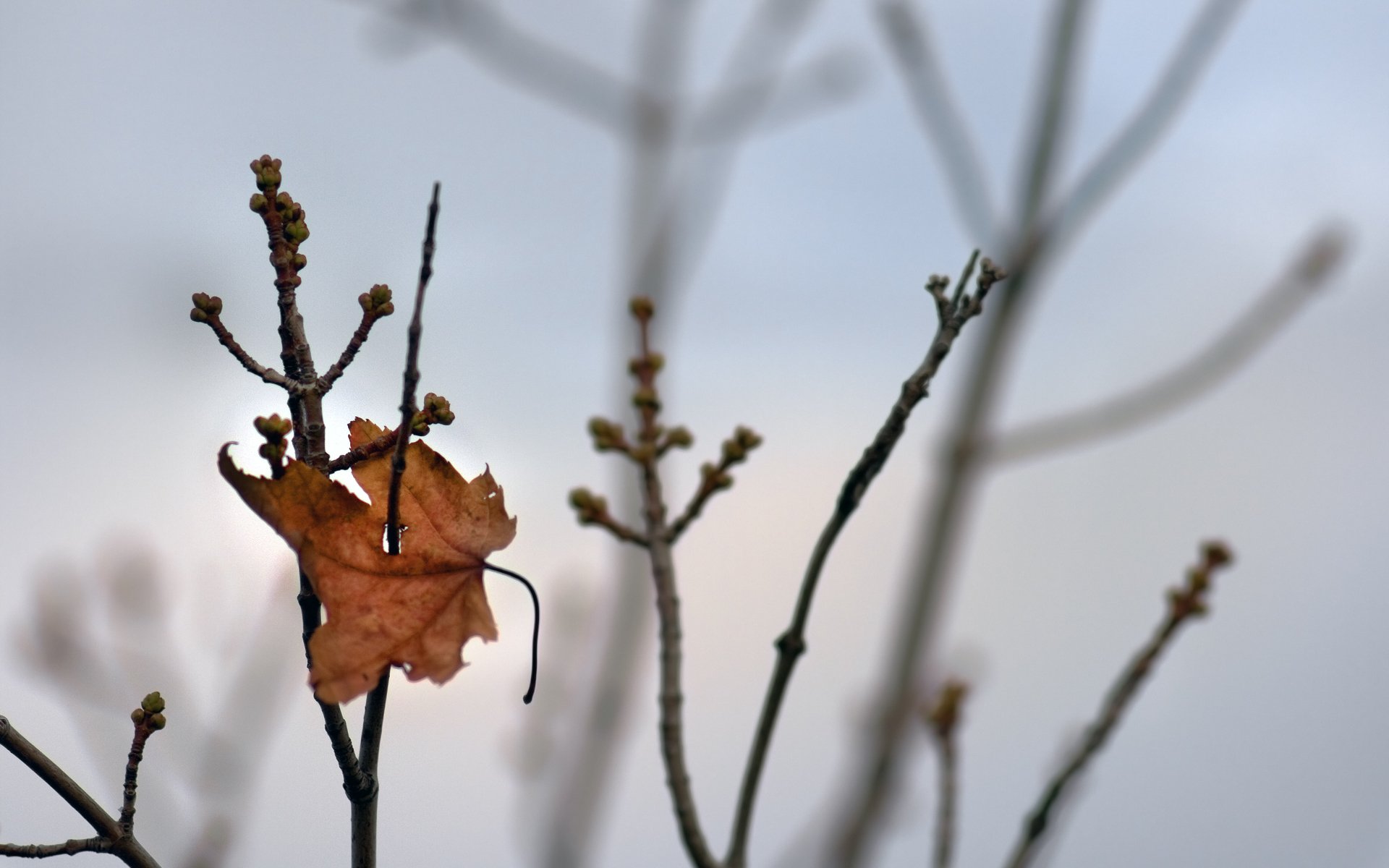 HD PC desktop wallpaper — nature photography of a single brown fall leaf clinging to bare twigs against a soft, muted gray background.