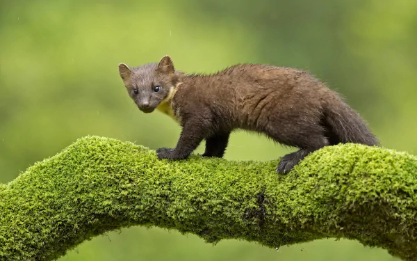 HD PC desktop wallpaper: a brown marten (animal) walking on a vibrant green moss-covered branch against a soft-focus forest background.