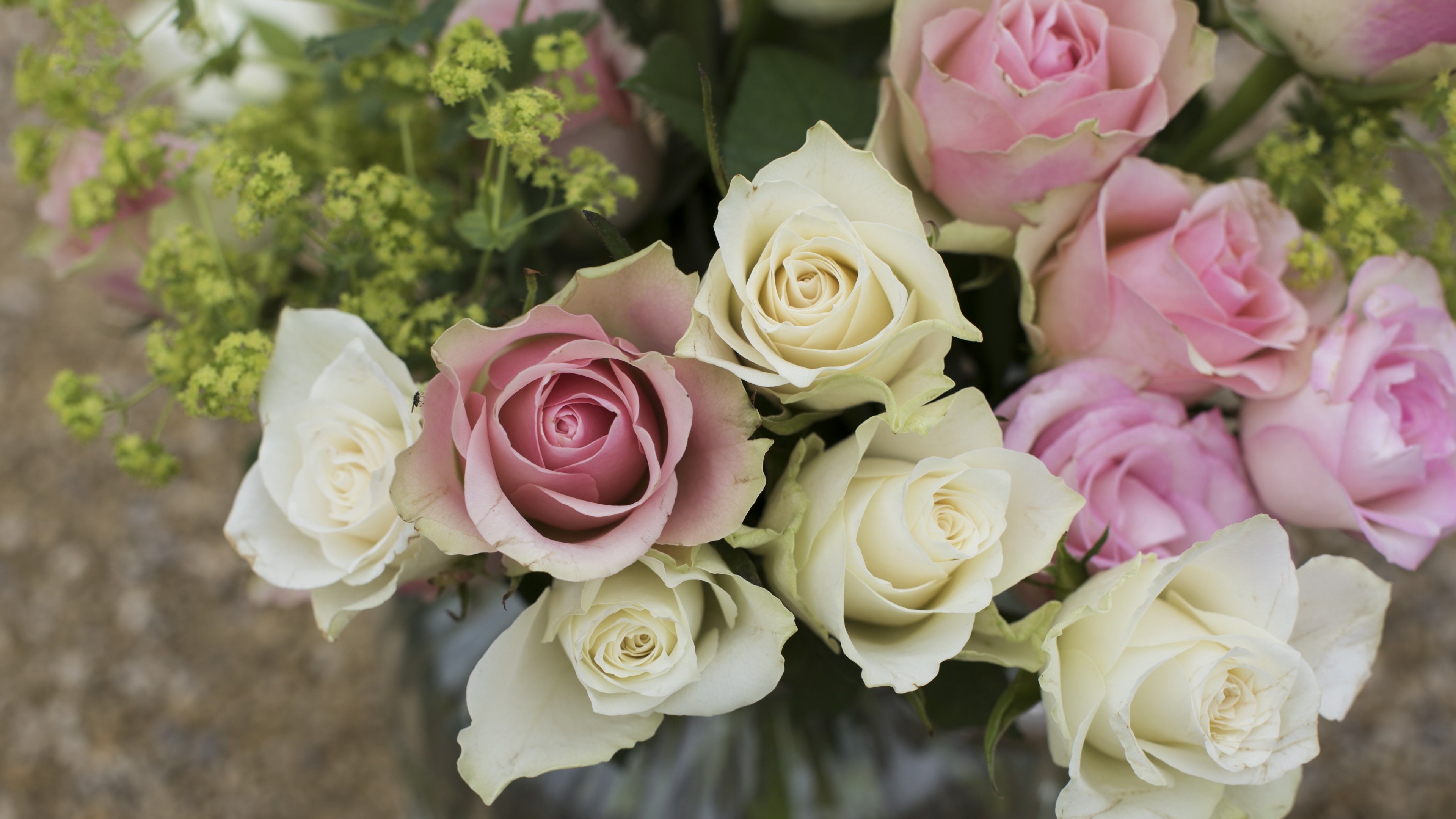 Pink and White Roses 4k Ultra HD Wallpaper | Background ...