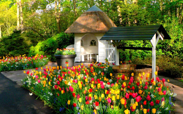 Colorful tulips in full bloom surround a picturesque well and small house in Keukenhof Park, Amsterdam, Netherlands. This HD desktop wallpaper captures the essence of spring and vibrant photography.
