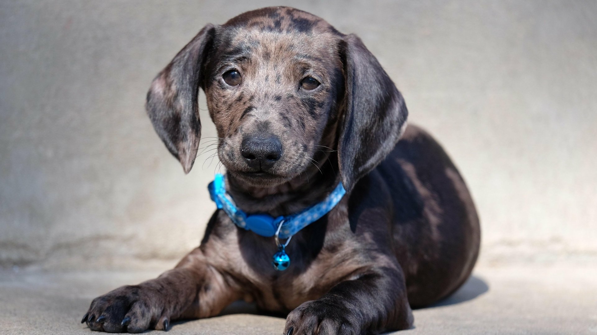 Download Puppy Dog Animal Dachshund 4k Ultra HD Wallpaper