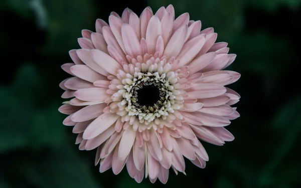  Pink Gerbera