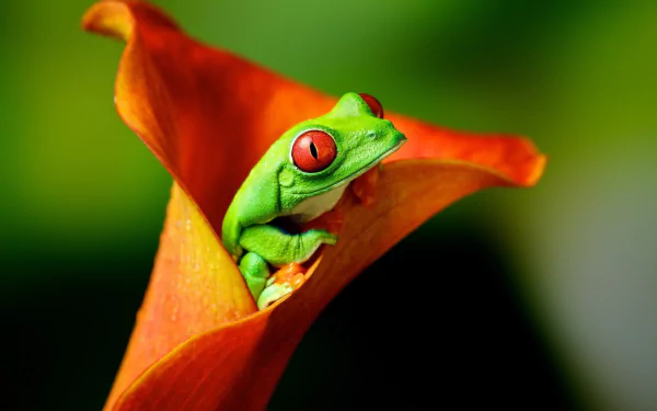 A red-eyed tree frog perched inside an orange calla lily. The vibrant colors and HD quality make it a striking desktop wallpaper.