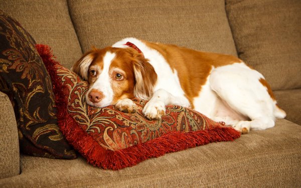 Animal Spaniel Dogs Dog Resting Couch HD Wallpaper | Background Image