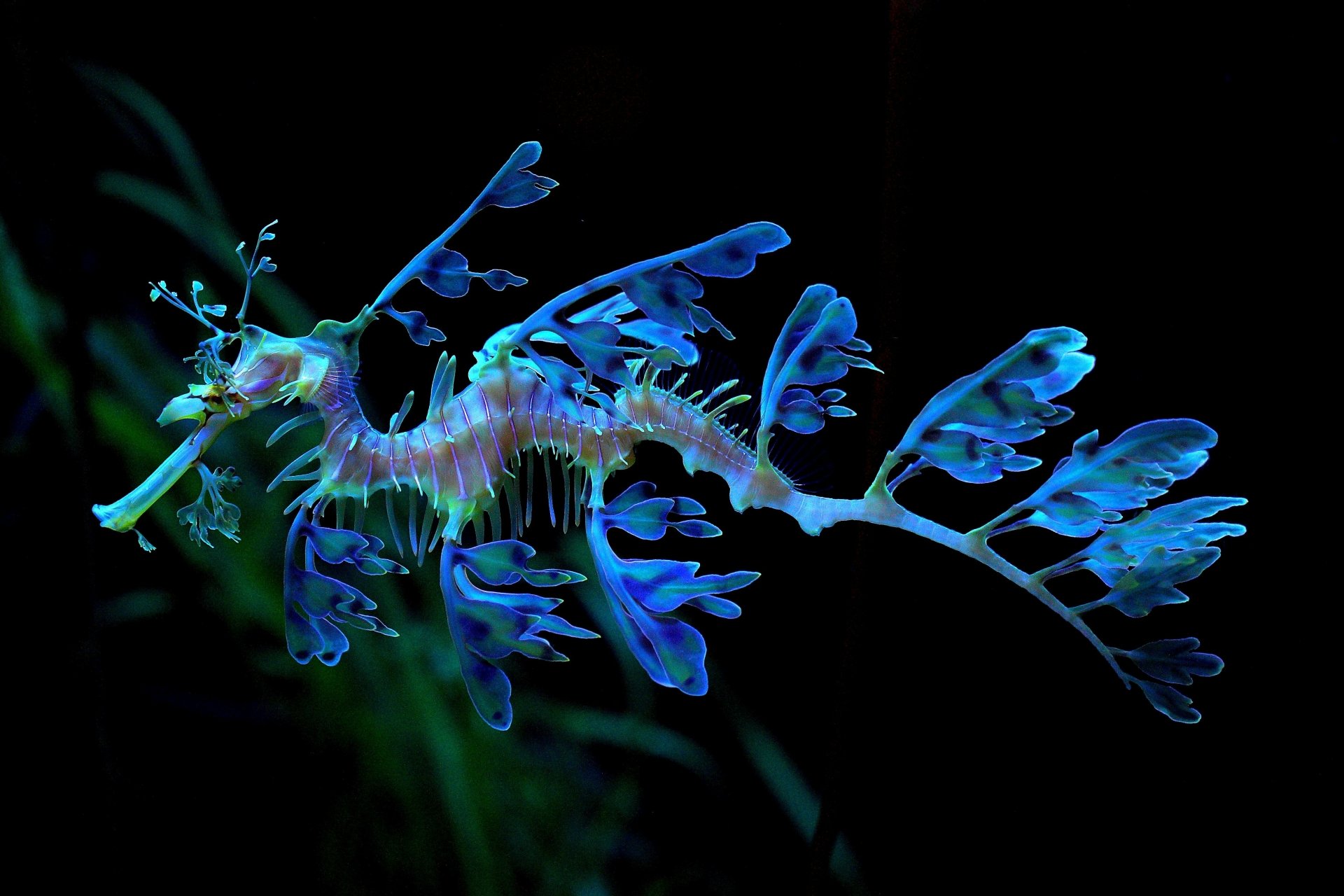 4K Ultra HD wallpaper featuring a vibrant leafy seadragon, a seahorse-like marine animal, showcasing its delicate leaf-like appendages against a dark background.
