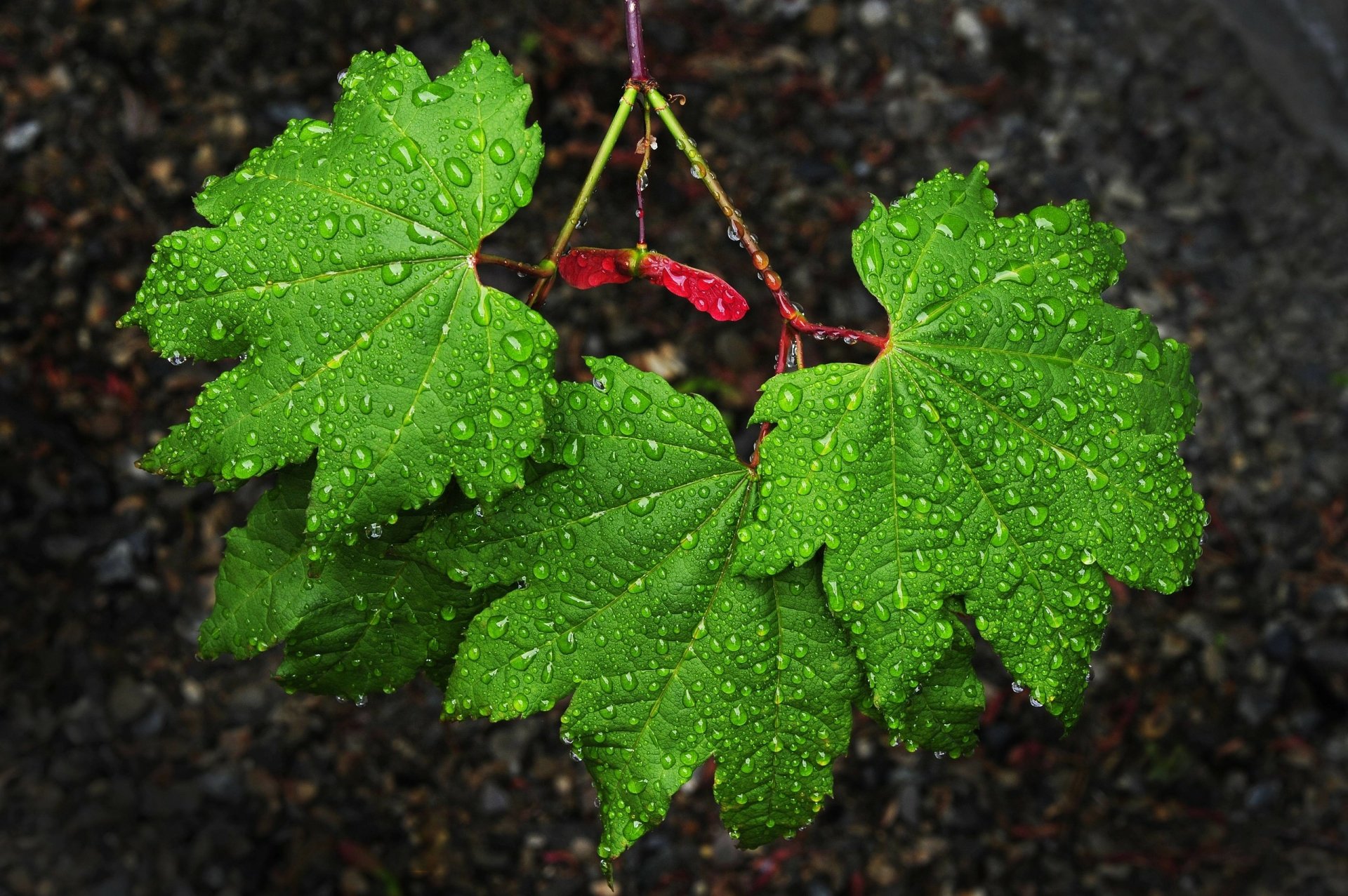 Download Green Leaf Nature Water Drop HD Wallpaper