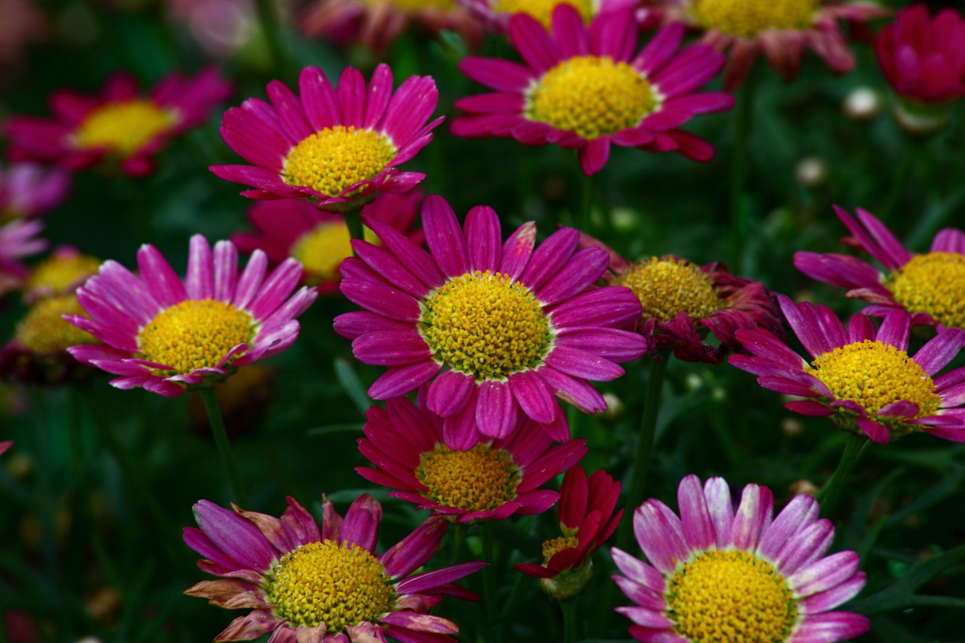 Download Purple Flower Nature Flower 4k Ultra HD Wallpaper