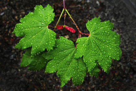 green leaf nature water drop HD Desktop Wallpaper | Background Image