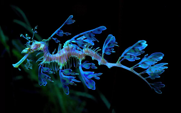 4K Ultra HD wallpaper featuring a vibrant leafy seadragon, a seahorse-like marine animal, showcasing its delicate leaf-like appendages against a dark background.