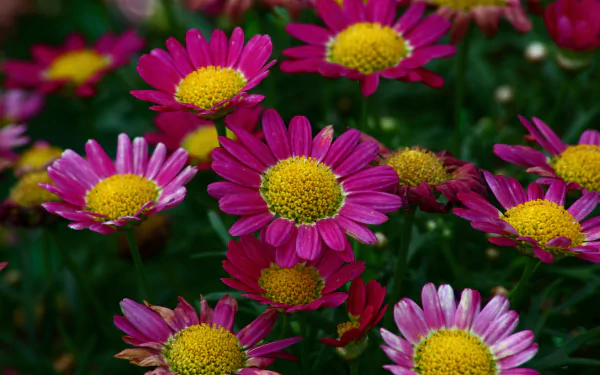  Purple Flowers
