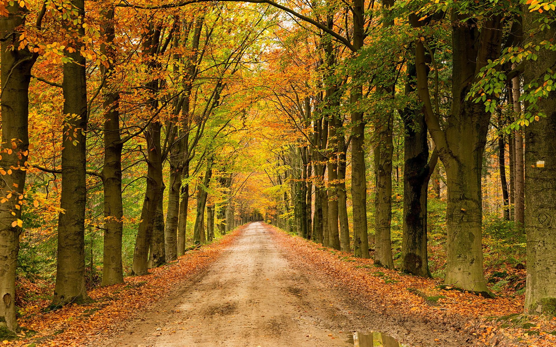 Autumn Road HD Wallpaper | Background Image | 1920x1200 ...