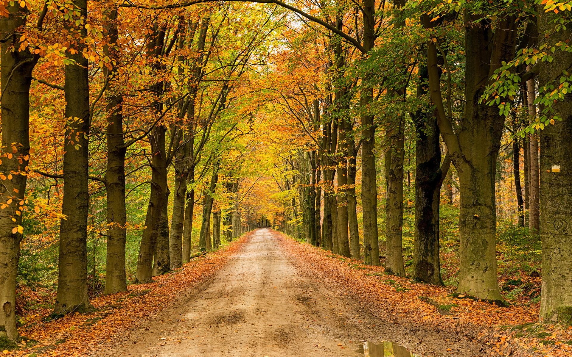 Download Dirt Road Tree Fall Nature Path HD Wallpaper